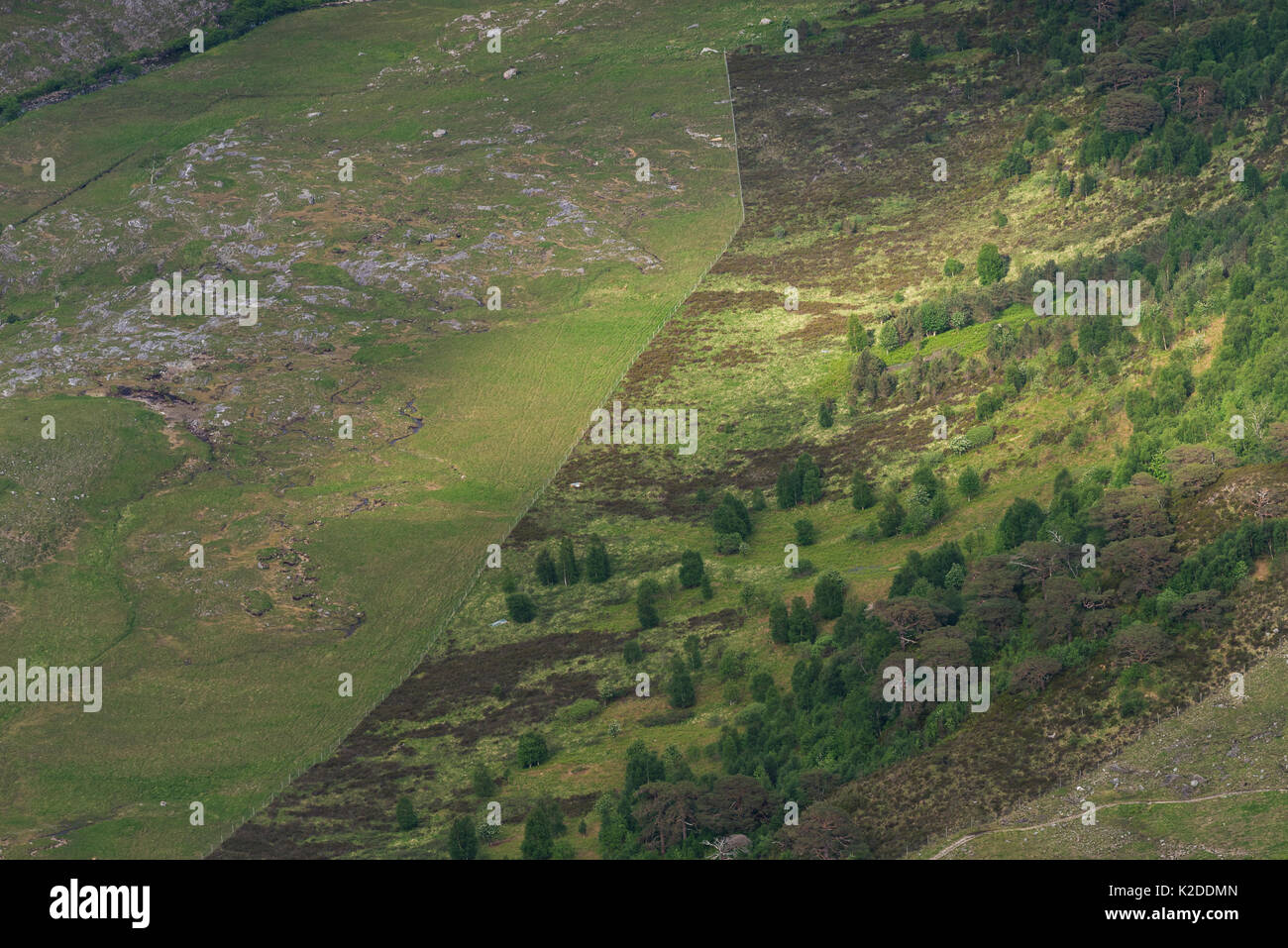 Rotwild Zaun zeigt Unterschiede in der Vegetation innerhalb und außerhalb der Hirsche Zaun, Schottland, Großbritannien, Juni 2016. Stockfoto