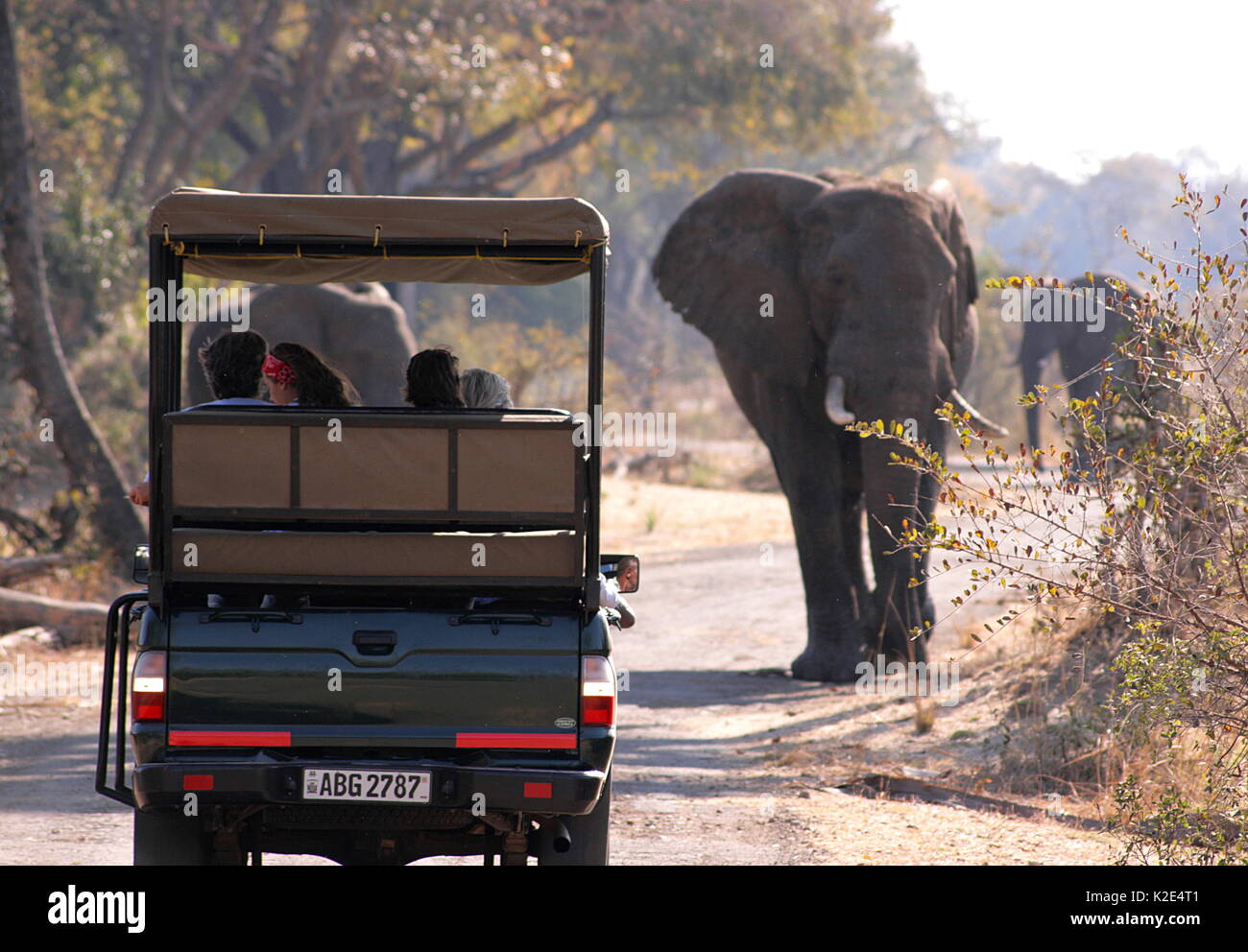 Dumme Touristen zu nahe an eine Herde von Elefanten im Mosi-oa-Tunya National Park, Sambia. Stockfoto