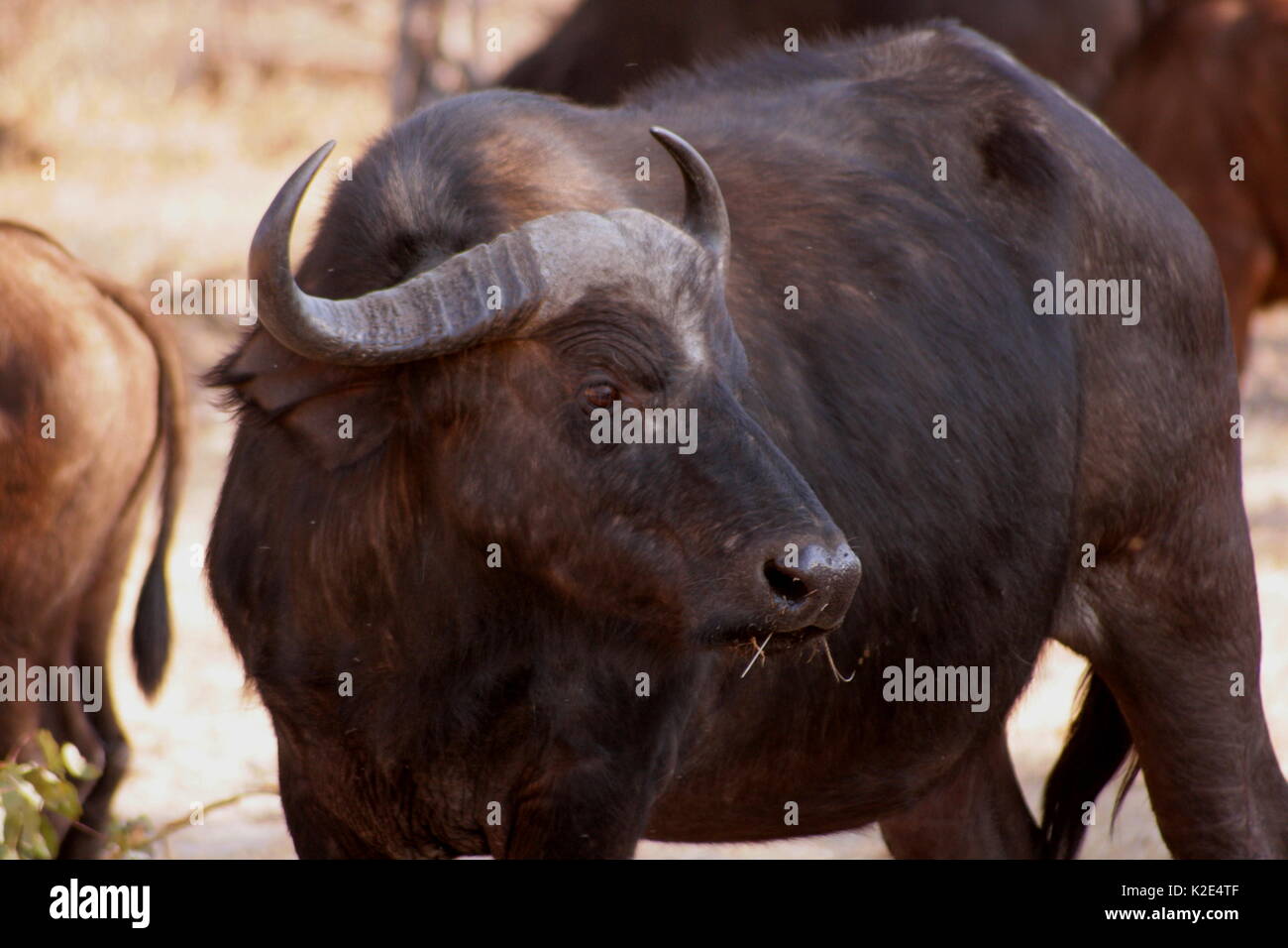 Büffel Kaugummi Gras im Mosi-oa-Tunya National Park, Sambia. Stockfoto