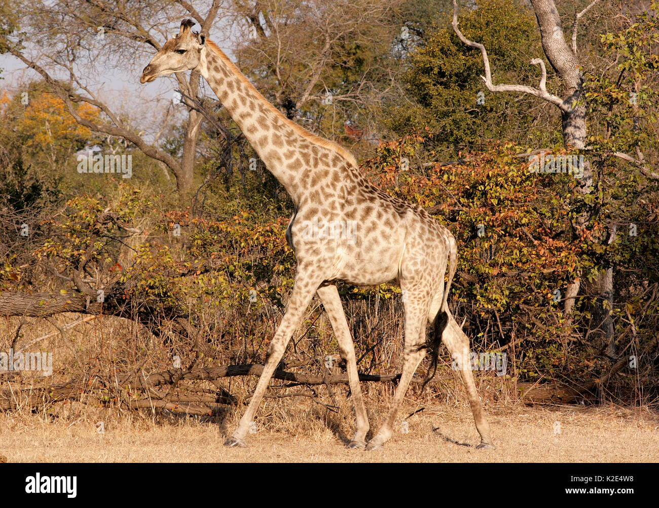 Giraffen schreiten durch Mosi-oa-Tunya National Park, Sambia Stockfoto