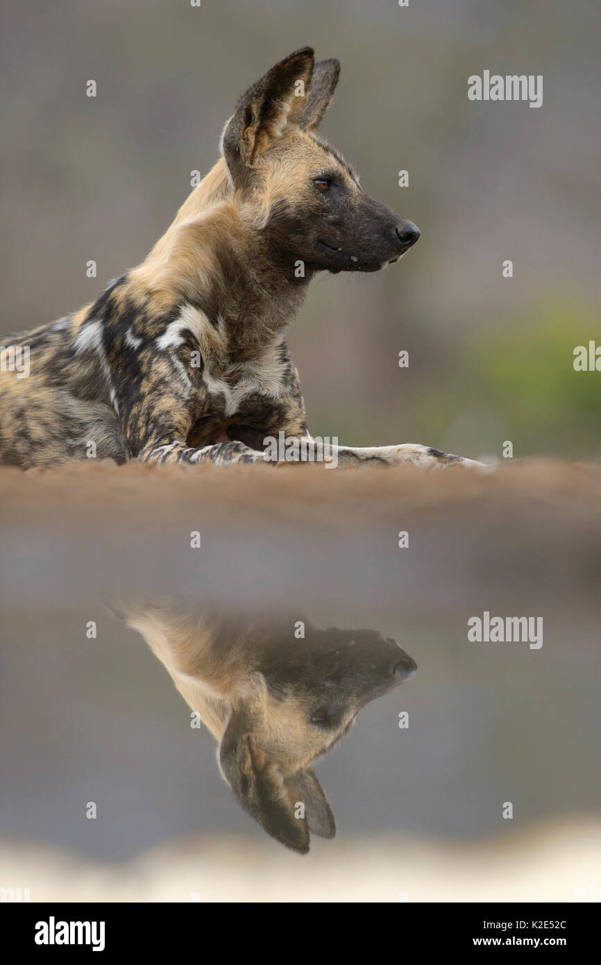Afrikanischer Wildhund (Lycaon pictus), im Wasserloch widerspiegelt, Zimanga Game Reserve, KwaZulu-Natal, Südafrika Stockfoto