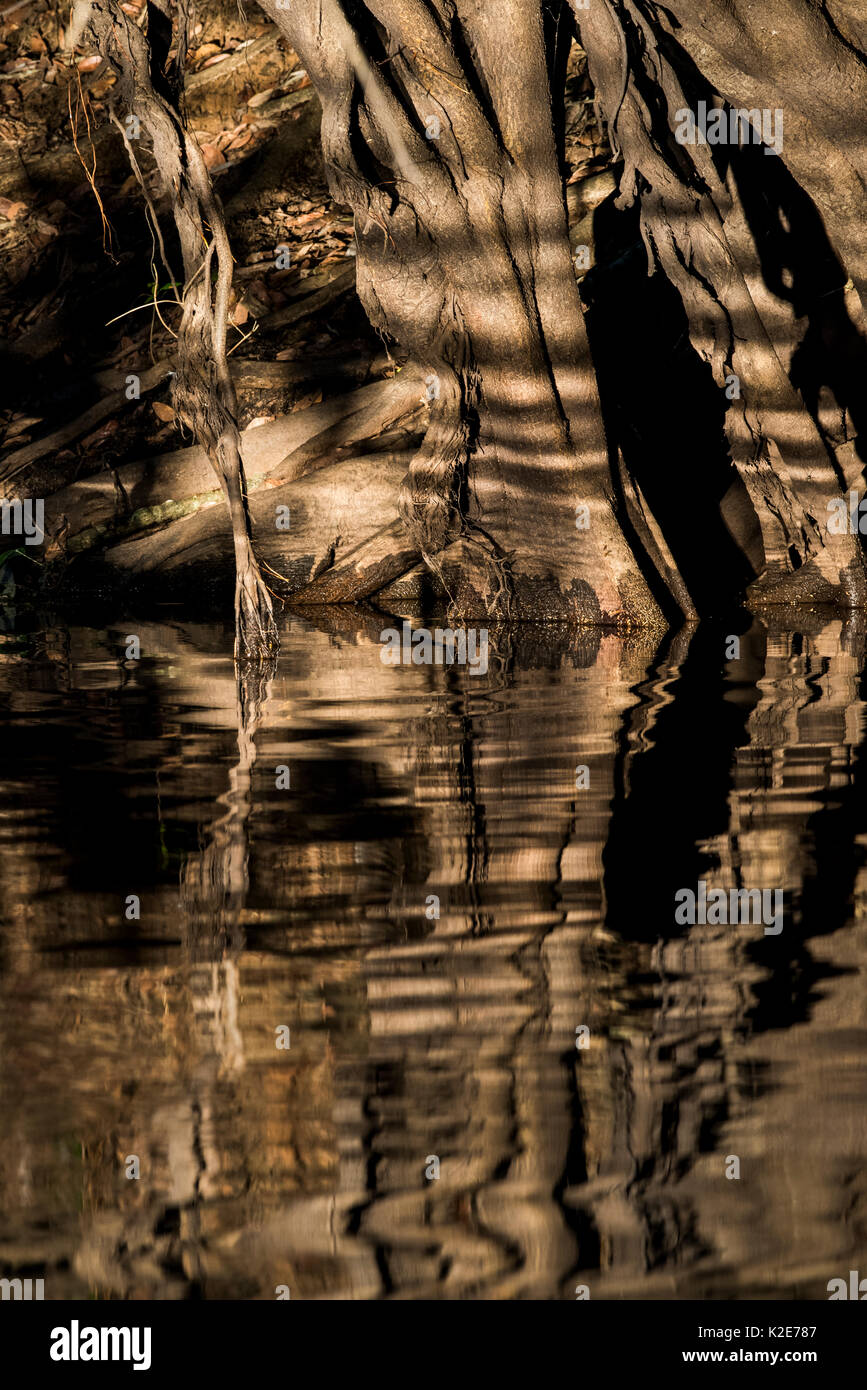 Baumwurzeln, Reflexion über den Rio Negro, Pantanal, Mato Grosso do Sul, Brasilien Stockfoto