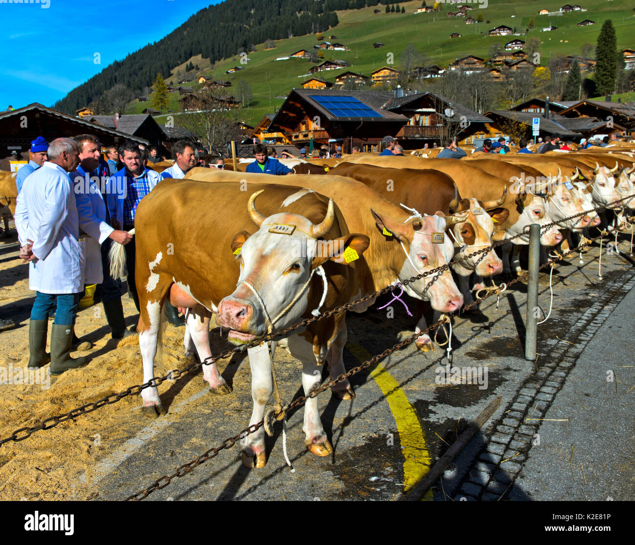 Mitglieder der Jury werden Fleckvieh Kühe auf einer Rinder zeigen, Lauenen, Kanton Bern, Schweiz überprüfen Stockfoto