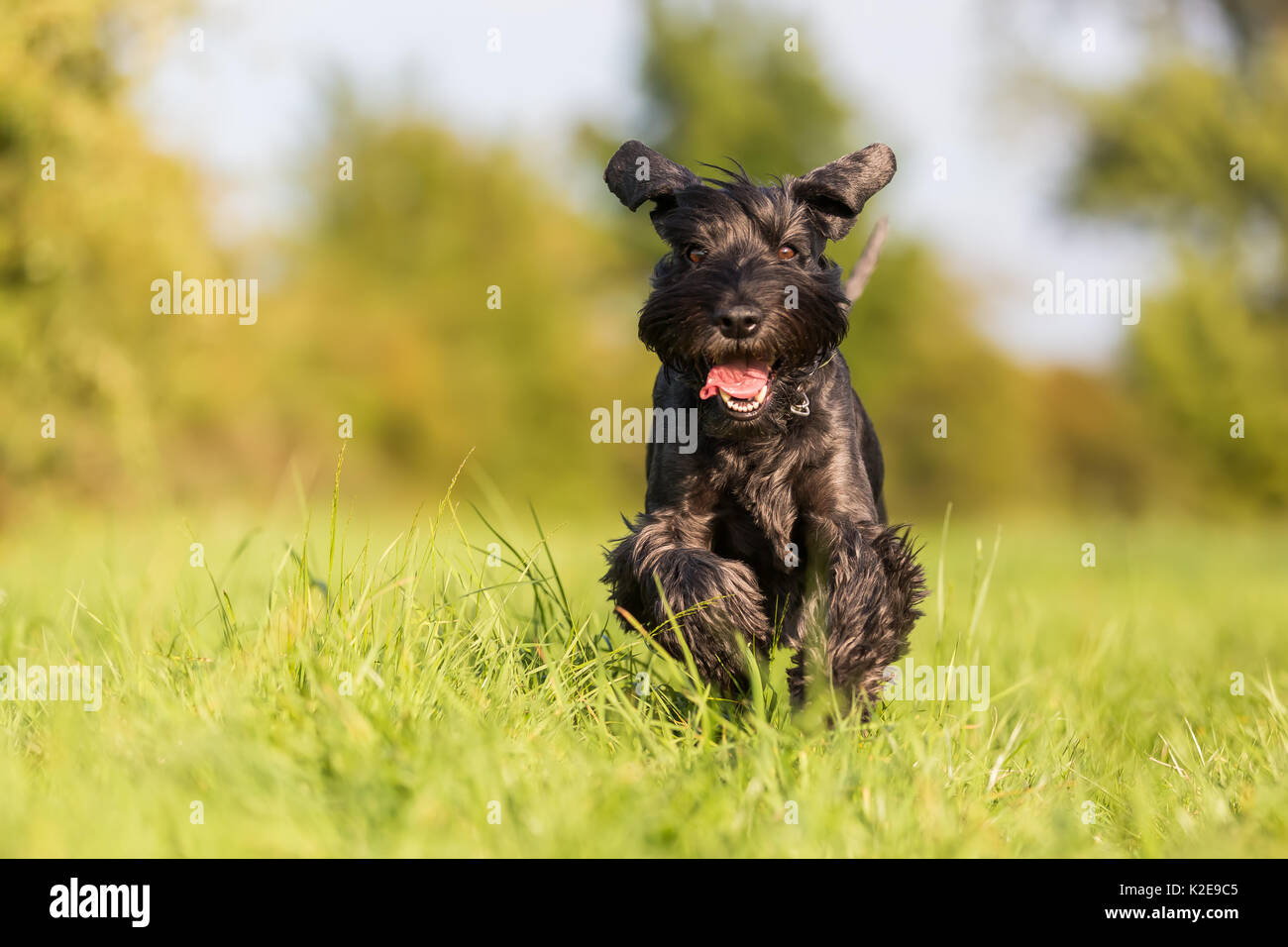 Standard schnauzer Hund läuft auf der Wiese Stockfoto
