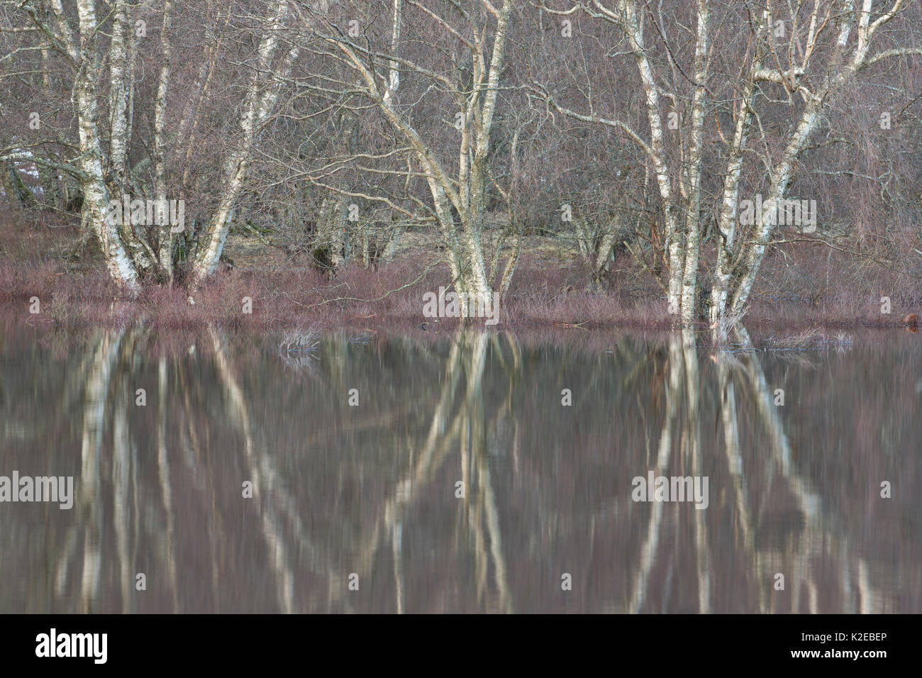 Birke (Betula pendula) und Erle (Alnus glutinosa) Woodland unter Überschwemmungsgebiet Überlauf eingetaucht, Fluss Spey, Cairngorms National Park, Schottland, UK, Dezember 2013. Stockfoto