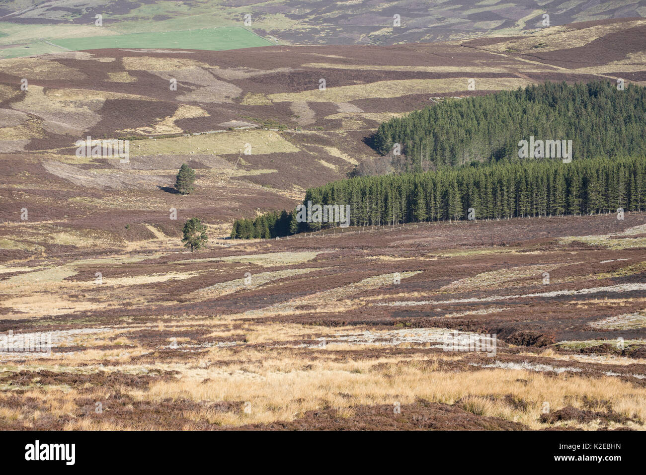 Patchwork der Vegetation über grouse Moor, Deeside, Cairngorms National Park, Schottland, UK, Mai 2014. Stockfoto