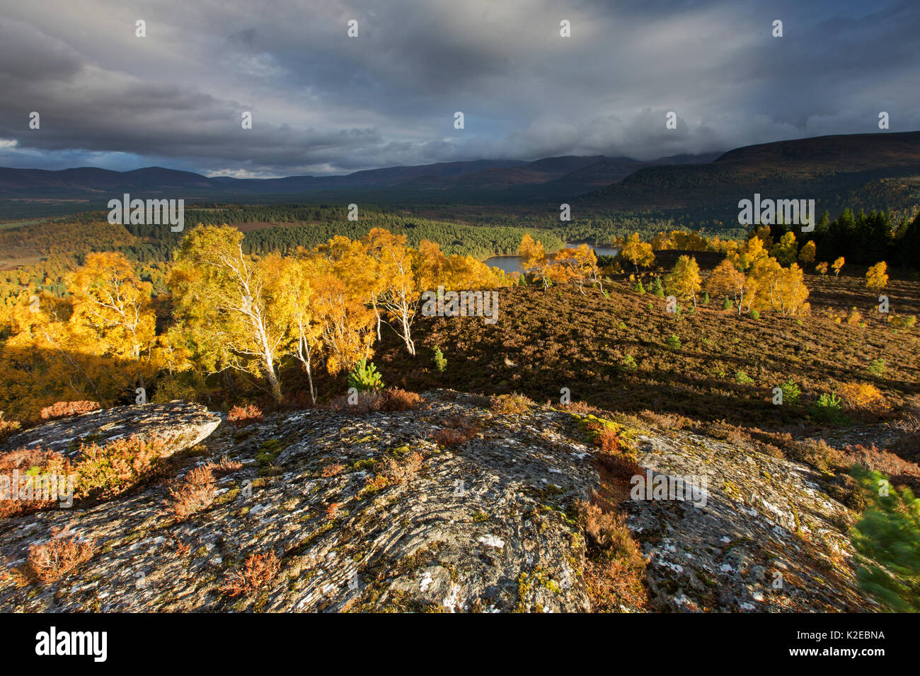 Silver Birch (Betula pendula) Bäume mit Blick auf Rothiemurchus Wald im Abendlicht, Cairngorms National Park, Schottland, Großbritannien, Oktober 2013. Stockfoto