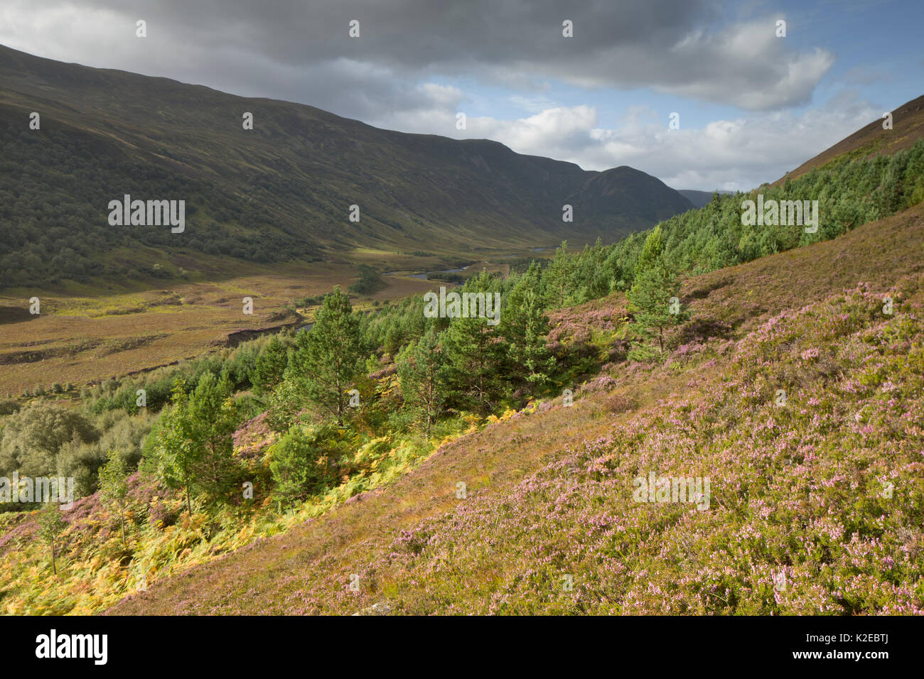 Native woodland regenerierende entlang Urstromtal, Glen Mhor, Alladale Wilderness Reserve, Sutherland, Schottland, UK, September 2014. Stockfoto