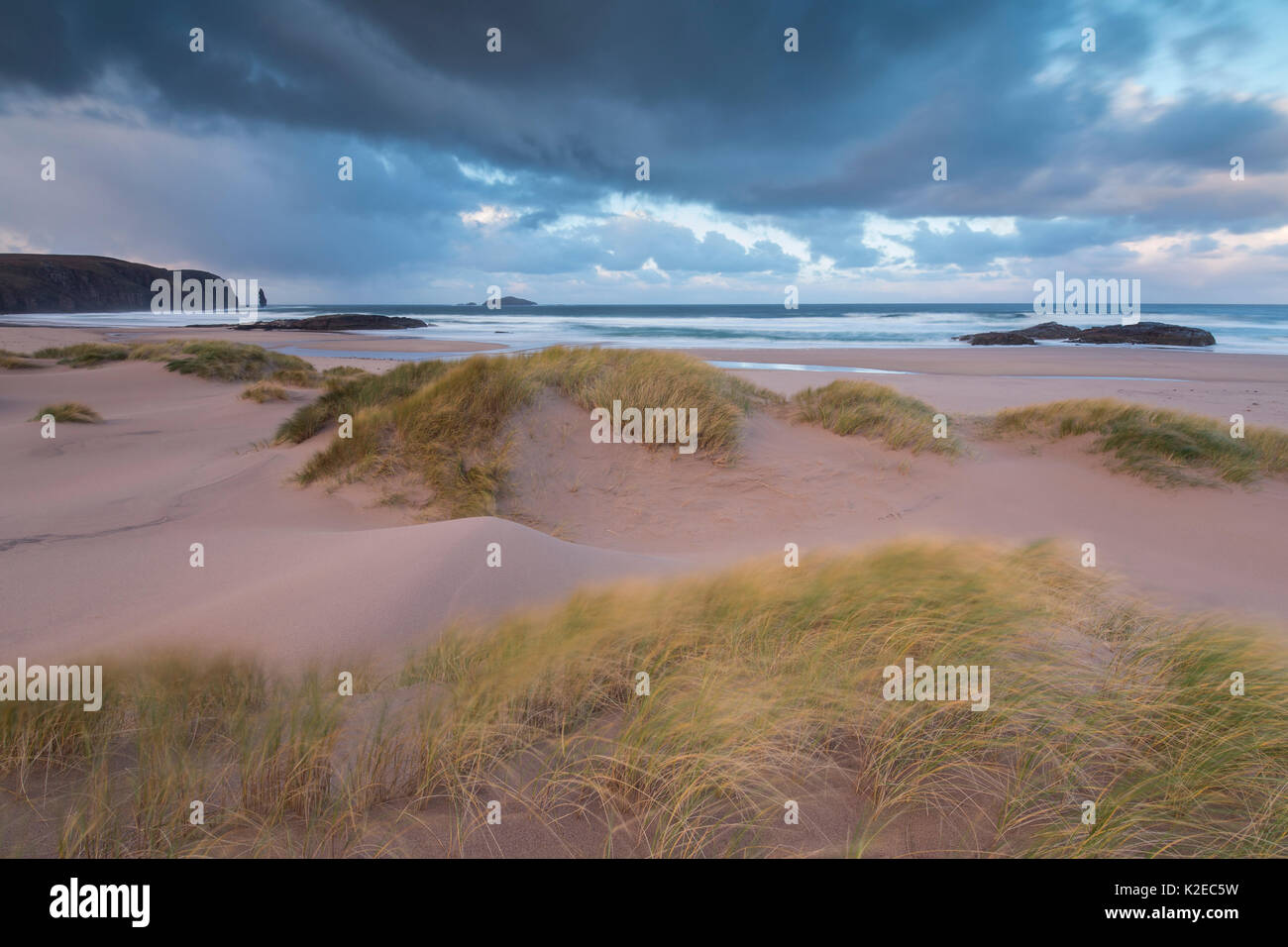 Marram Gras (Ammophila arenaria) auf Dünen bei Sandwood Bay, Sutherland, Schottland, Dezember 2014. Stockfoto