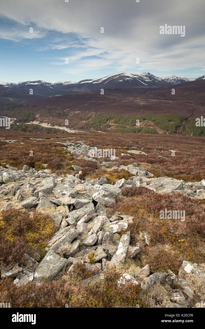 Blick nach Norden entlang Glen Quoich von creag Bhaig, Mar Lodge, Deeside, Cairngorms National Park, Schottland, UK, April 2016. Stockfoto