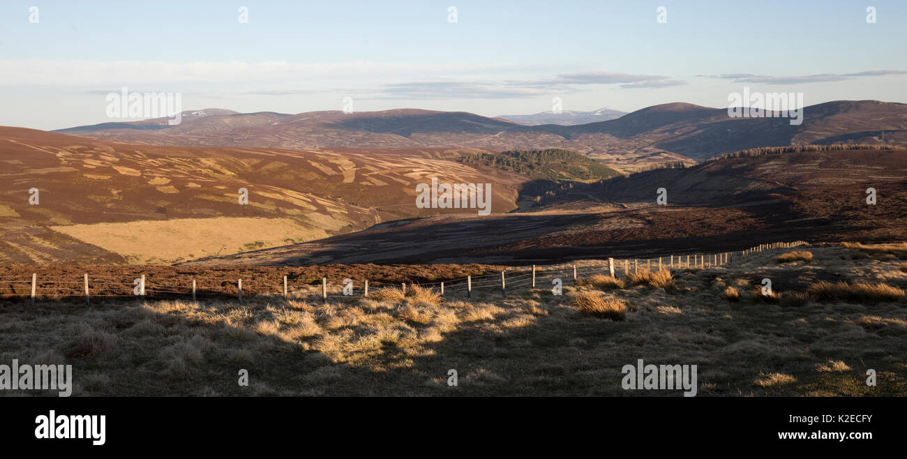 Blick über Patchwork von Grouse Moor im östlichen Grampians, Deeside, Cairngorms National Park, Schottland, UK, April 2016. Stockfoto