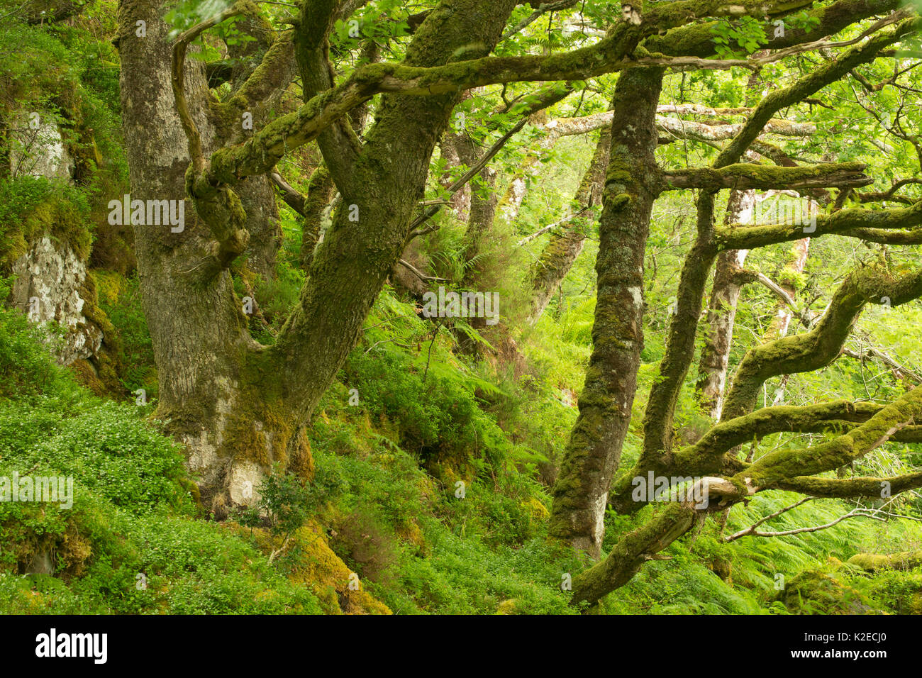 Moos bedeckt Sessile Eichen (Quercus pontica) und Farne im Atlantischen Oakwood, Taynish National Nature Reserve, Argyll, Schottland, Großbritannien, Juni. Stockfoto