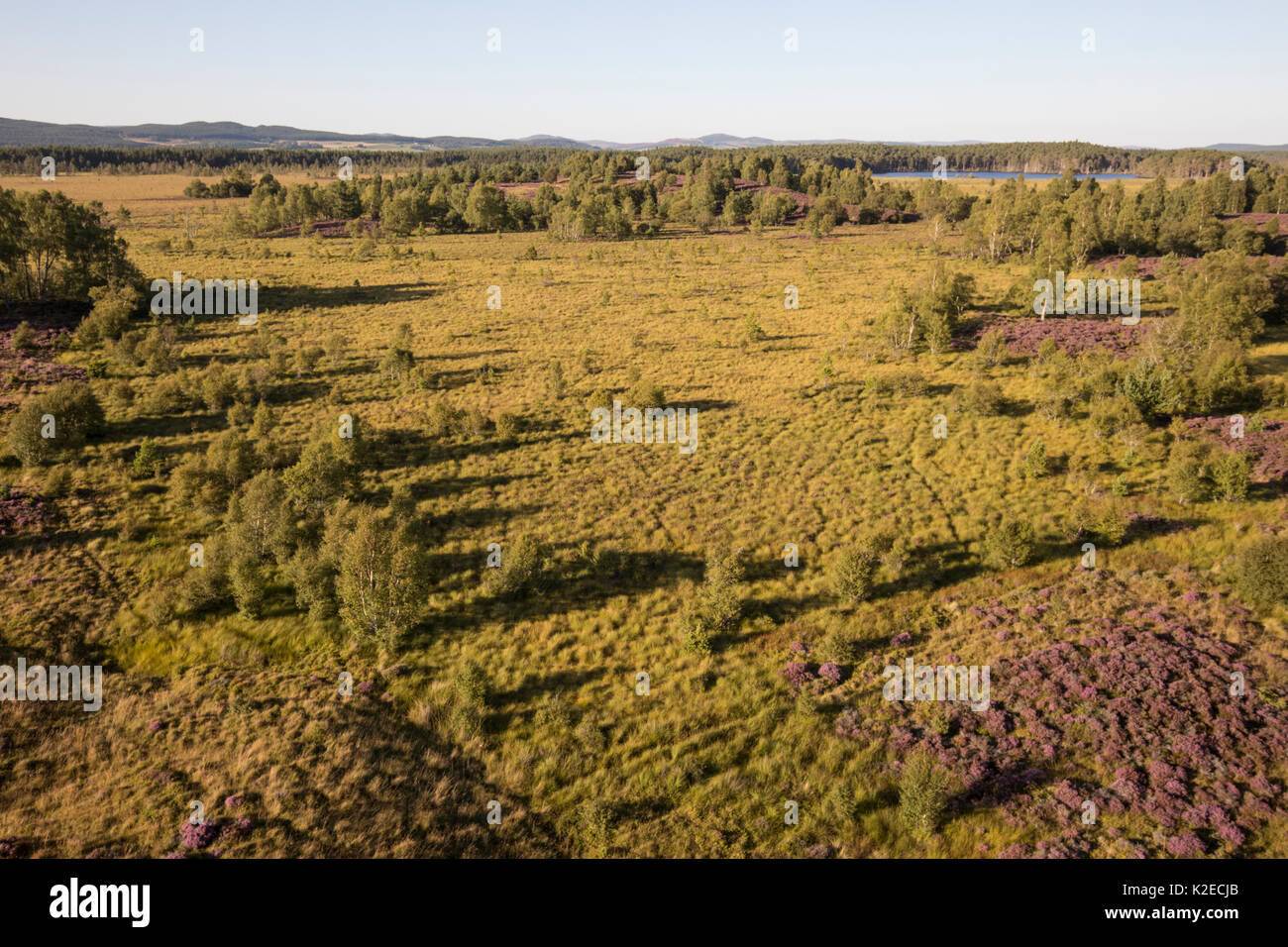 Luftaufnahme über zerstreut, Wald- und Heideland, Tulloch Moor, Cairngorms National Park, Schottland, UK, September 2015. Stockfoto