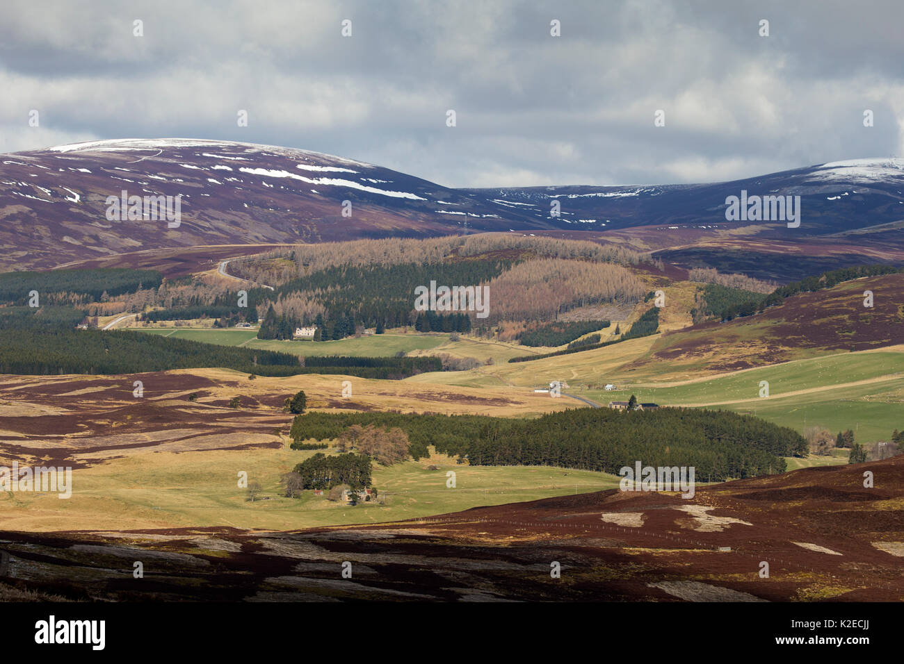 Flickenteppich von Heideland, kommerzielle Forstwirtschaft und Schafe weiden auf Moorhühner schießen Immobilien, Glenlivet, Cairngorms National Park, Schottland, UK, April 2016. Stockfoto