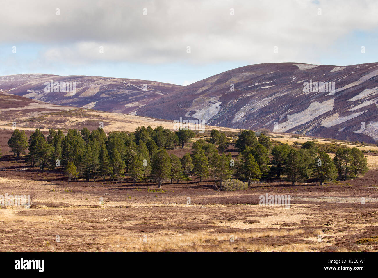 Patchwork der Berggebiete Heideland und isolierte Gemeine Kiefer (Pinus sylvestris) Wald auf Moorhühner schießen Immobilien, Cairngorms National Park, Schottland, UK, April 2016. Stockfoto