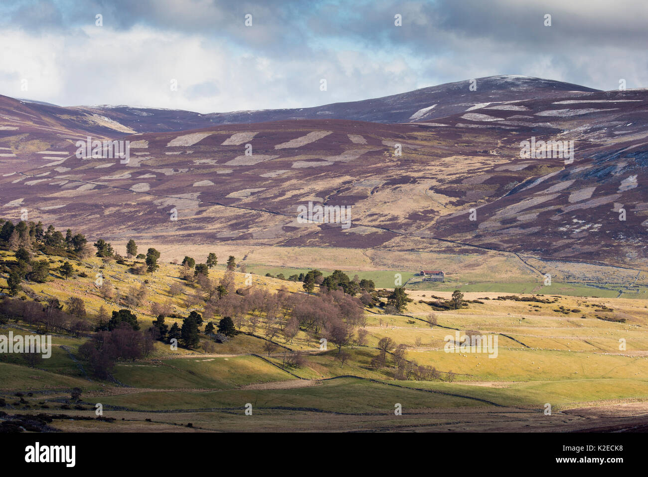 Patchwork der Berggebiete Heideland, Schafe auf der Weide und isolierte Forstflächen im Morgenlicht, Invercauld Immobilien, Cairngorms National Park, Schottland, UK, April 2016. Stockfoto