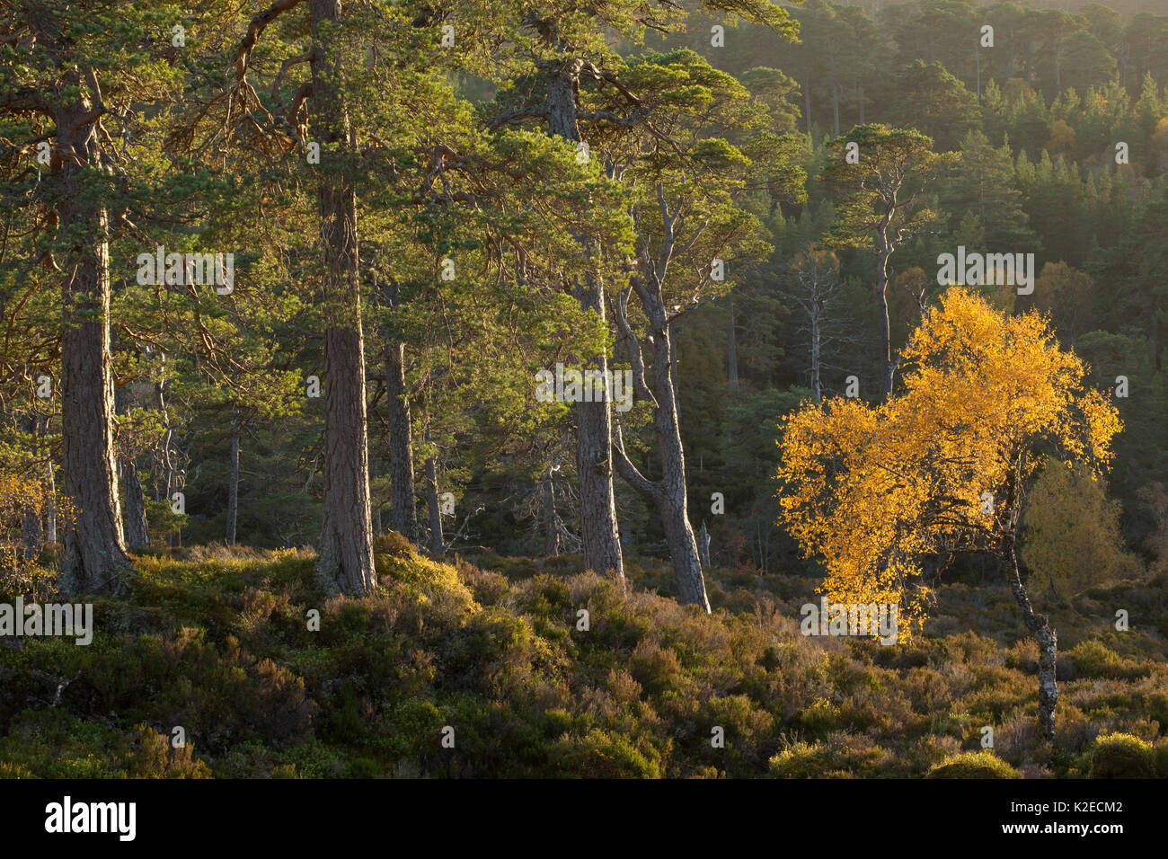 Silver Birch (Betula pendula) und Gemeine Kiefer (Pinus sylvestris) Bäume im Herbst, Glen Affric, Highlands, Schottland, Großbritannien, Stockfoto