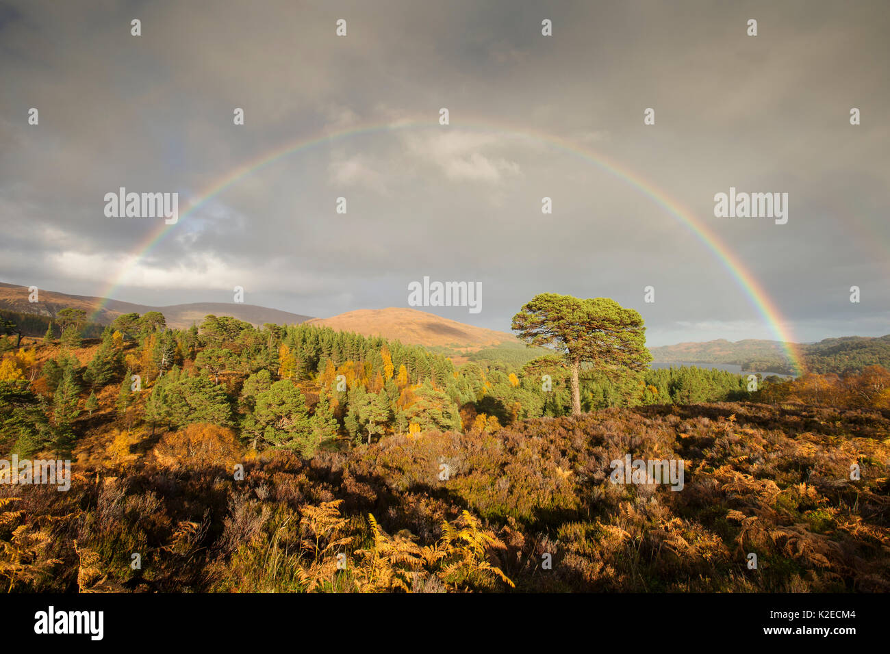 Regenbogen über Gemeine Kiefer (Pinus sylvestris) Bäume, Glen Affric, Highlands, Schottland, Großbritannien, Oktober 2015. Stockfoto