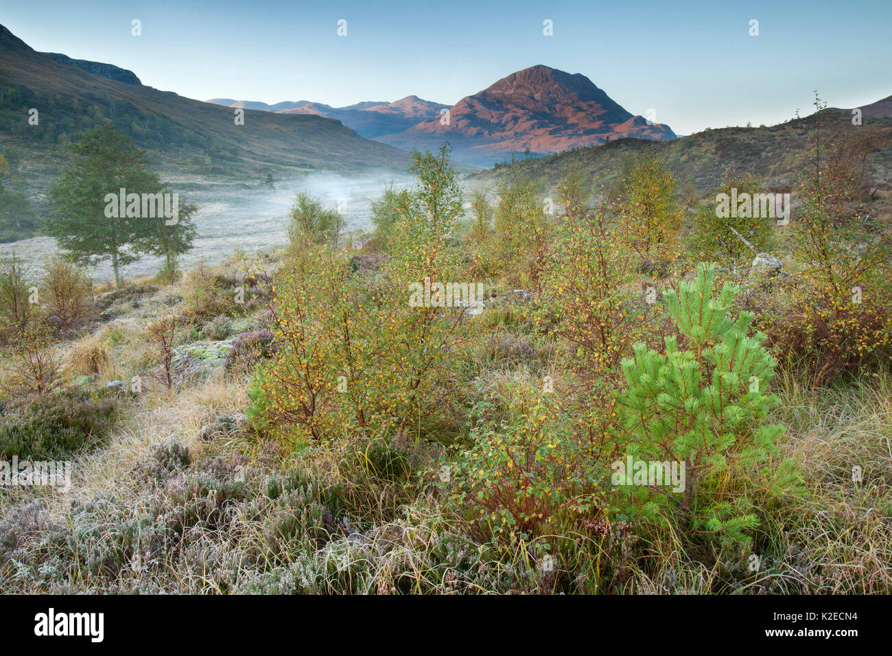 Silver Birch (Betula pendula) und Gemeine Kiefer (Pinus sylvestris) Regeneration im Bereich reduzierter Beweidung, Beinn Eighe National Nature Reserve, Torridon, Highlands, Schottland, Großbritannien, Oktober 2015. Stockfoto