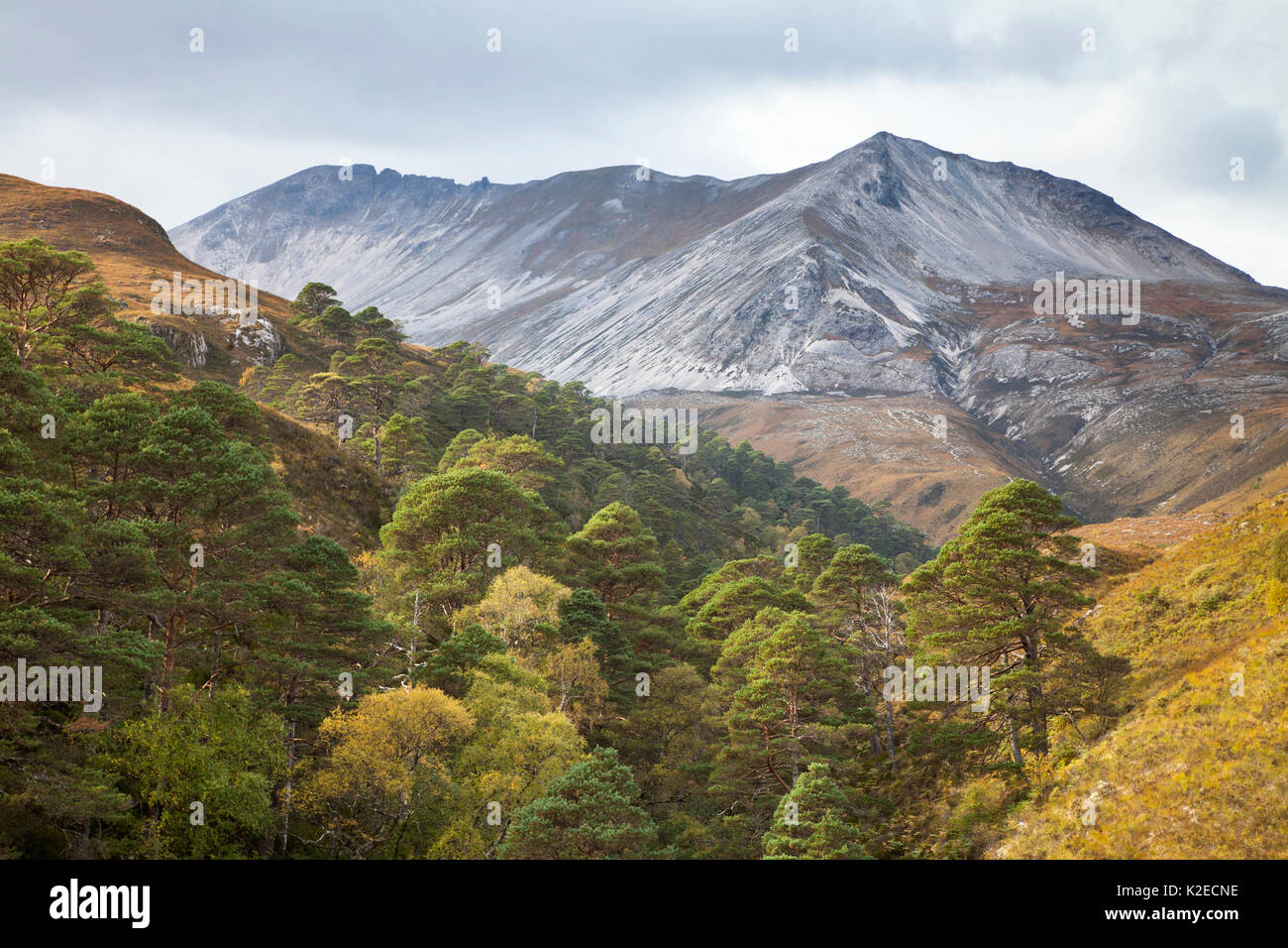 Gemeine Kiefer (Pinus sylvestris) Bäume wachsen in der bewaldeten Schlucht, Beinn Eighe National Nature Reserve, Torridon, Wester Ross, Schottland, Großbritannien, Oktober 2015. Stockfoto