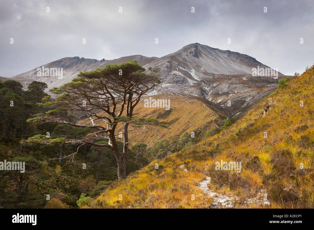 Gemeine Kiefer (Pinus sylvestris) Bäume wachsen in der bewaldeten Schlucht, Beinn Eighe National Nature Reserve, Wester Ross, Schottland, Großbritannien, Oktober 2015. Stockfoto