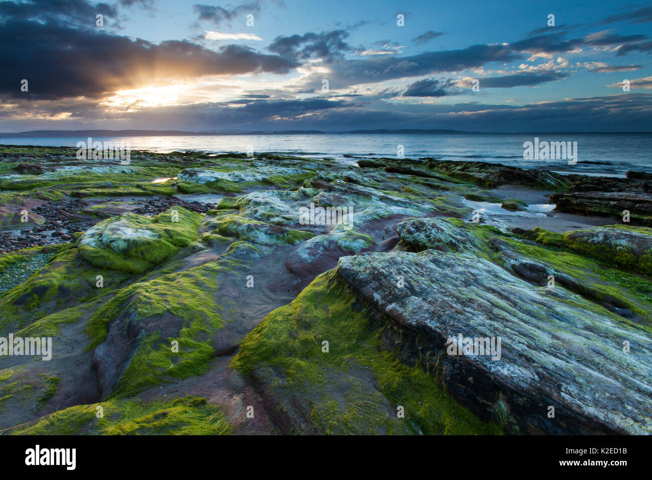 Algen bedeckten felsigen Küste bei Sonnenuntergang, Moray Firth, Moray, Schottland, UK, August 2013. Stockfoto