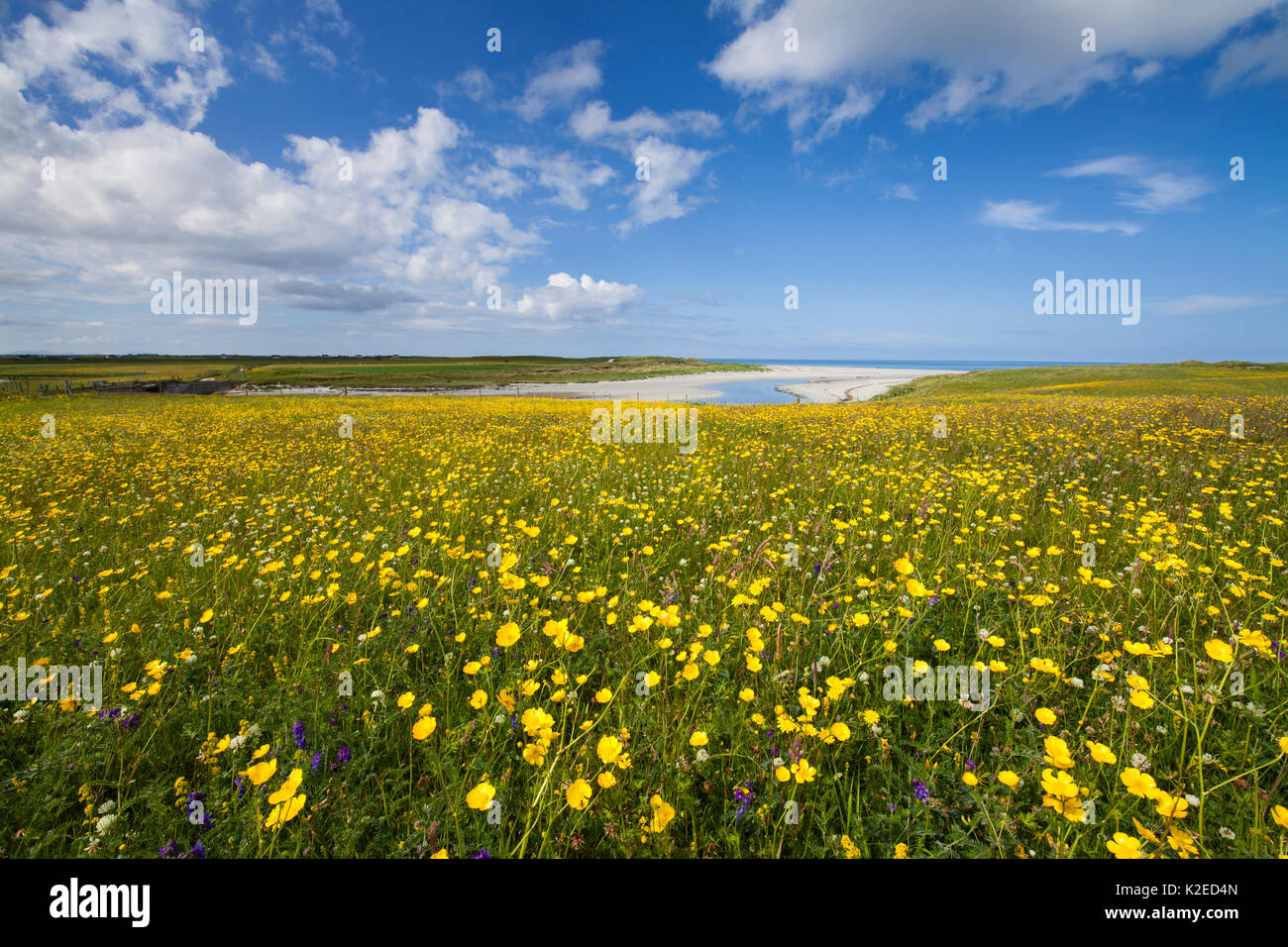 Blühende machair, South Uist, Äußere Hebriden, Schottland, Großbritannien, Juli Stockfoto