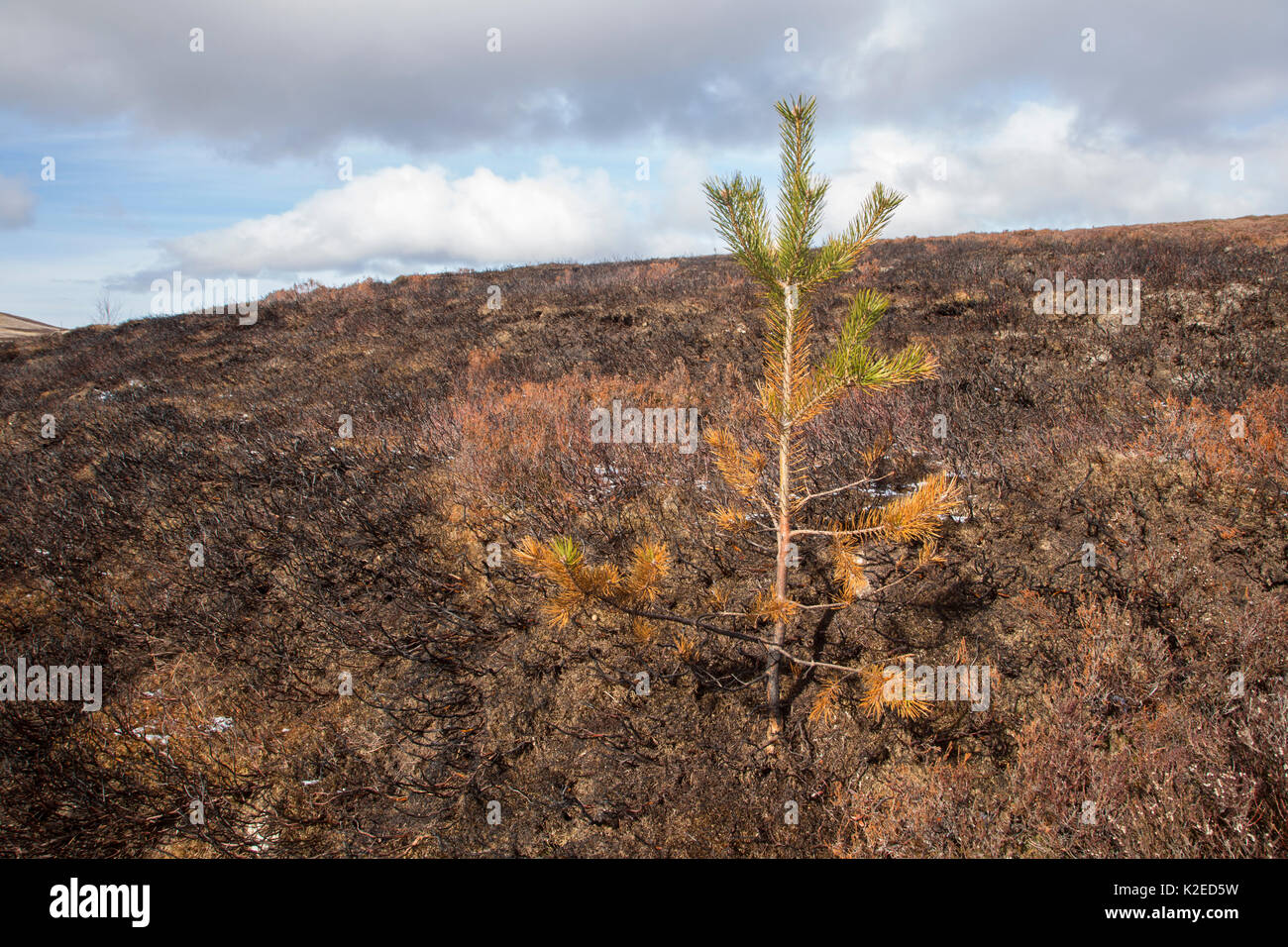 Kiefer sapling verbrannten während muirburn/Brennen auf Berggebiete Moorhuhn schießen Moor, Schottland, UK, April 2016. Stockfoto