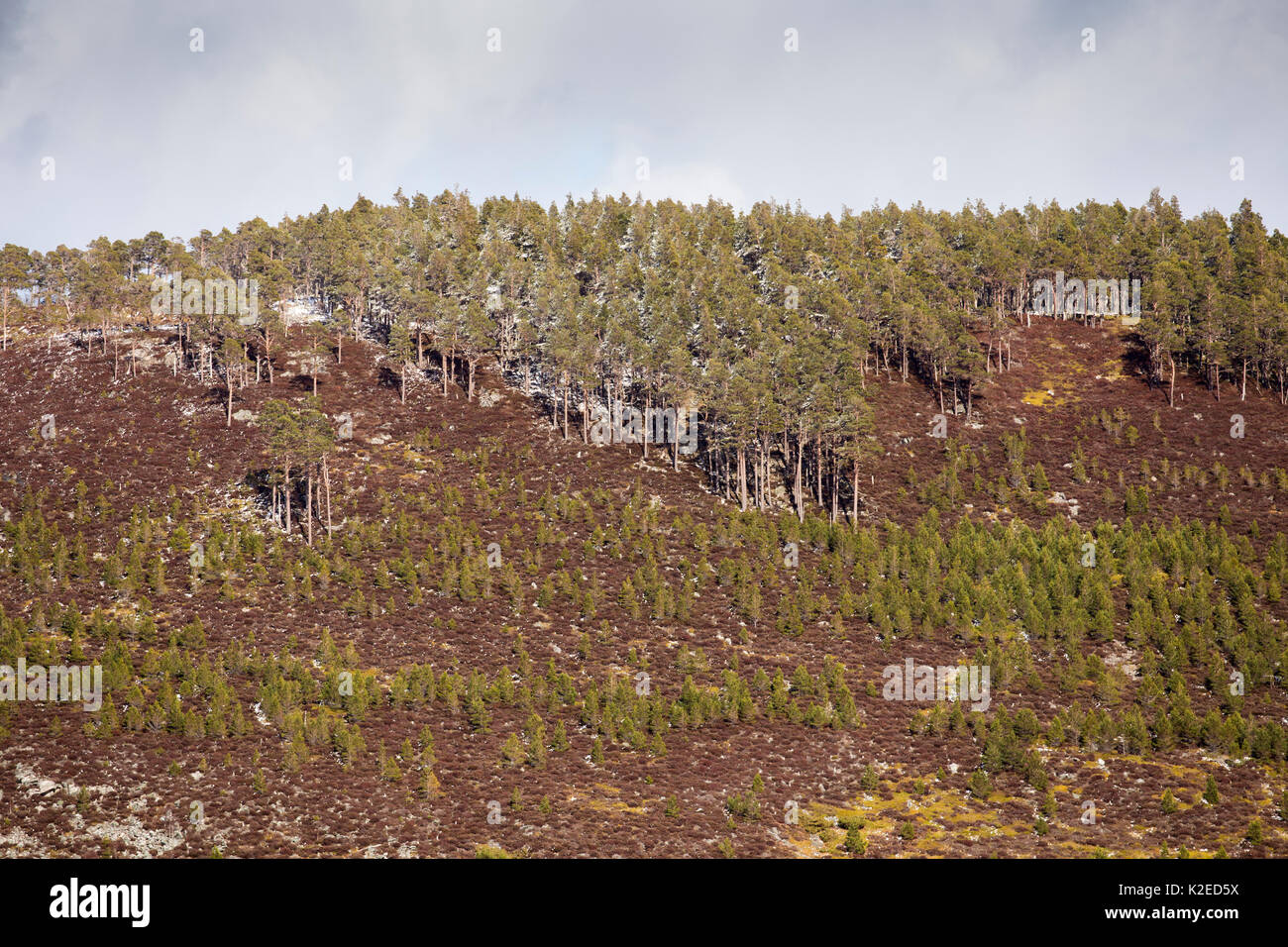 Vereinzelte Pinien Wald, Regeneration der Bäume auf die Berggebiete Heideland, Lochindorb Immobilien, Schottland, UK, April 2016. Stockfoto