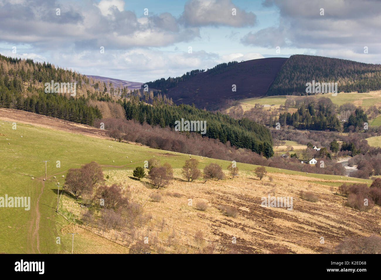 Gemischte Lebensraum der gewerblichen Forstwirtschaft, Schaf, Weide und natürliche Wälder, Glenlivet, Northern Scotland, UK, April 2016. Stockfoto