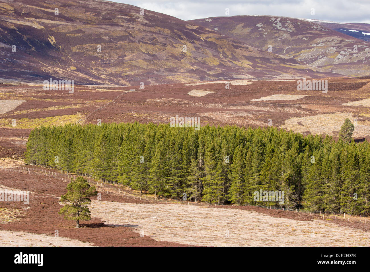 Lebensraum von Heideland und kommerzielle Forstwirtschaft auf Moorhühner schießen Immobilien gemischt, Northern Scotland, UK, April 2016. Stockfoto