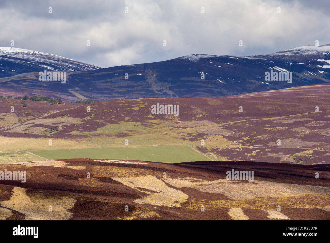 Gemischte Lebensraum von Heideland und Schafe auf der Weide, Glenlivet, Northern Scotland, UK, April 2016. Stockfoto