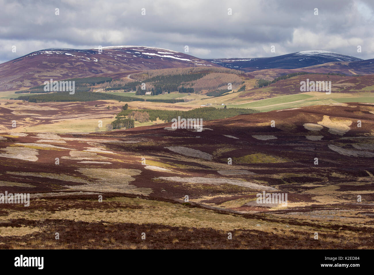 Gemischte Lebensraum von Heideland, kommerzielle Forstwirtschaft und Schafe auf der Weide, Glenlivet, Northern Scotland, UK, April 2016. Stockfoto