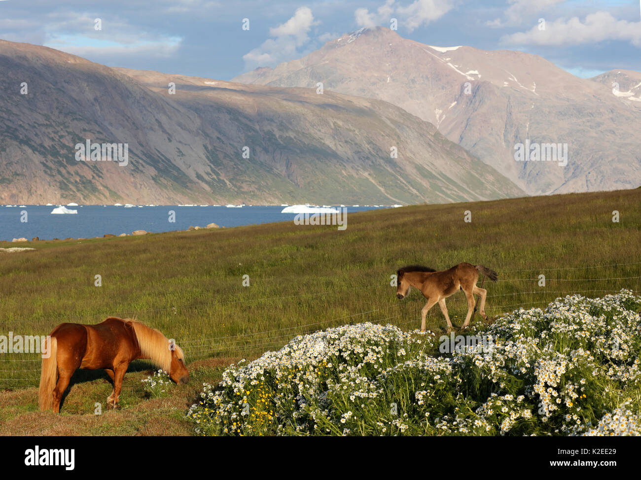 Landschaft mit Pferden Quassiarsuk, südlichen Grönland, Juli 2016. Stockfoto