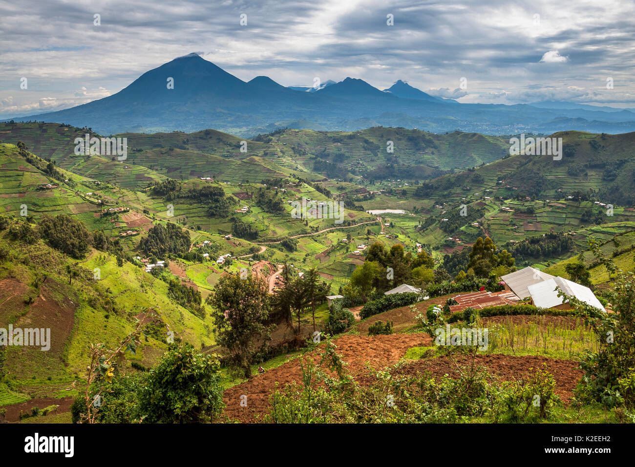 Die entwaldung für Landwirtschaft auf Hügeln in der Nähe des Bwindi Impenetrable Forest NP, Uganda. Stockfoto