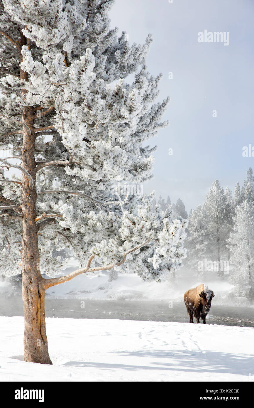 Bison (Bison bison) gehen unter raureif bedeckten Baum, Yellowstone National Park, Wyoming, USA, Februar Stockfoto