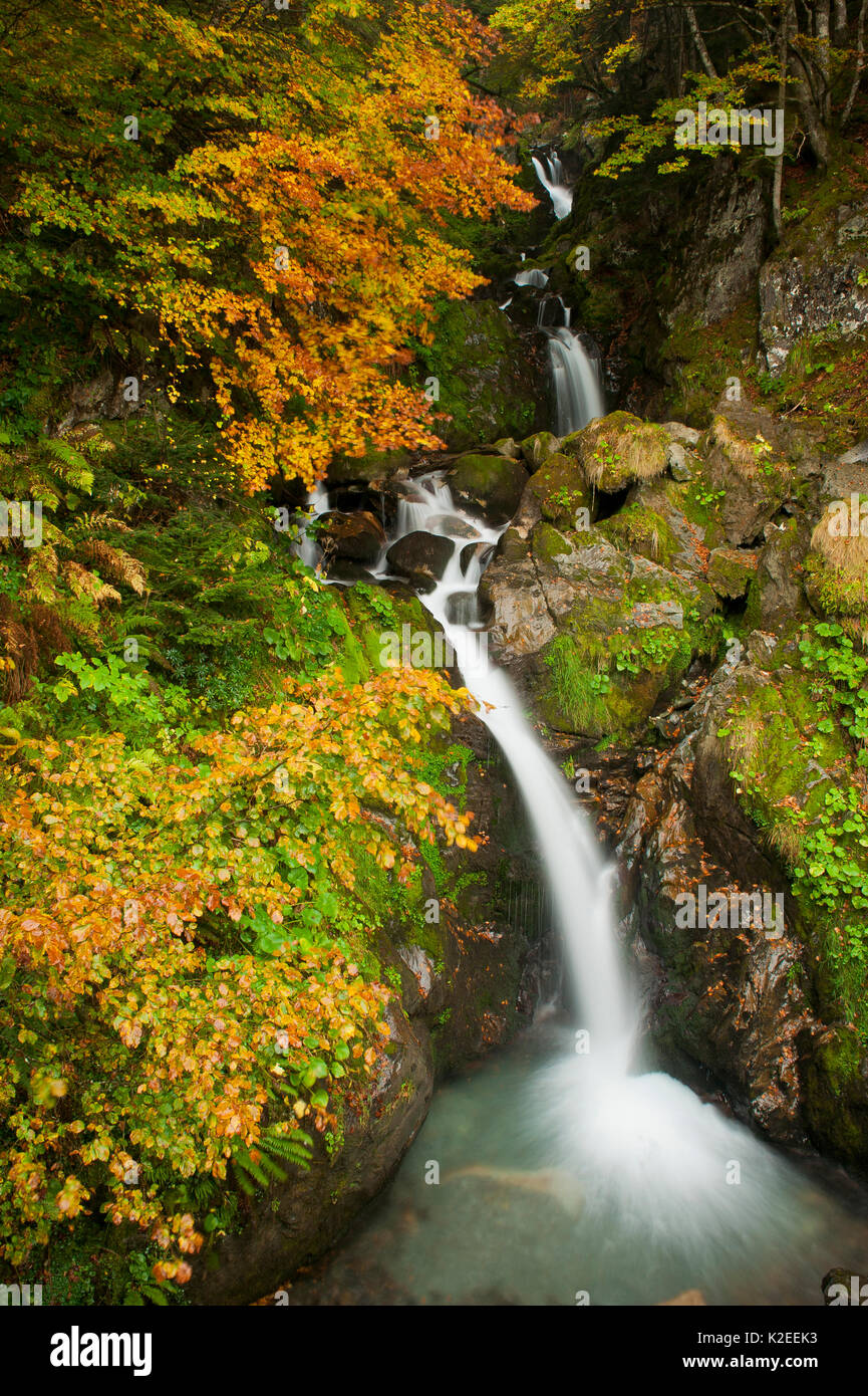 Wasserfall unter Buche (Fagus sylvatica) im Herbst, Parc National del Pyrenäen, Frankreich. Stockfoto