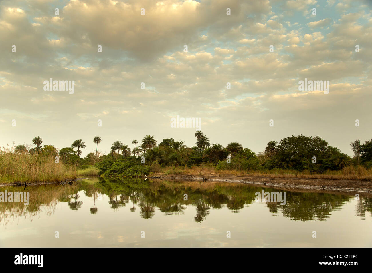 Mangrove Buchten entlang der Marakissa River. Diese Mangroven haben ernsthaft durch menschliche Einflüsse beeinträchtigt worden. Gambia, Südafrika, Mai. Stockfoto
