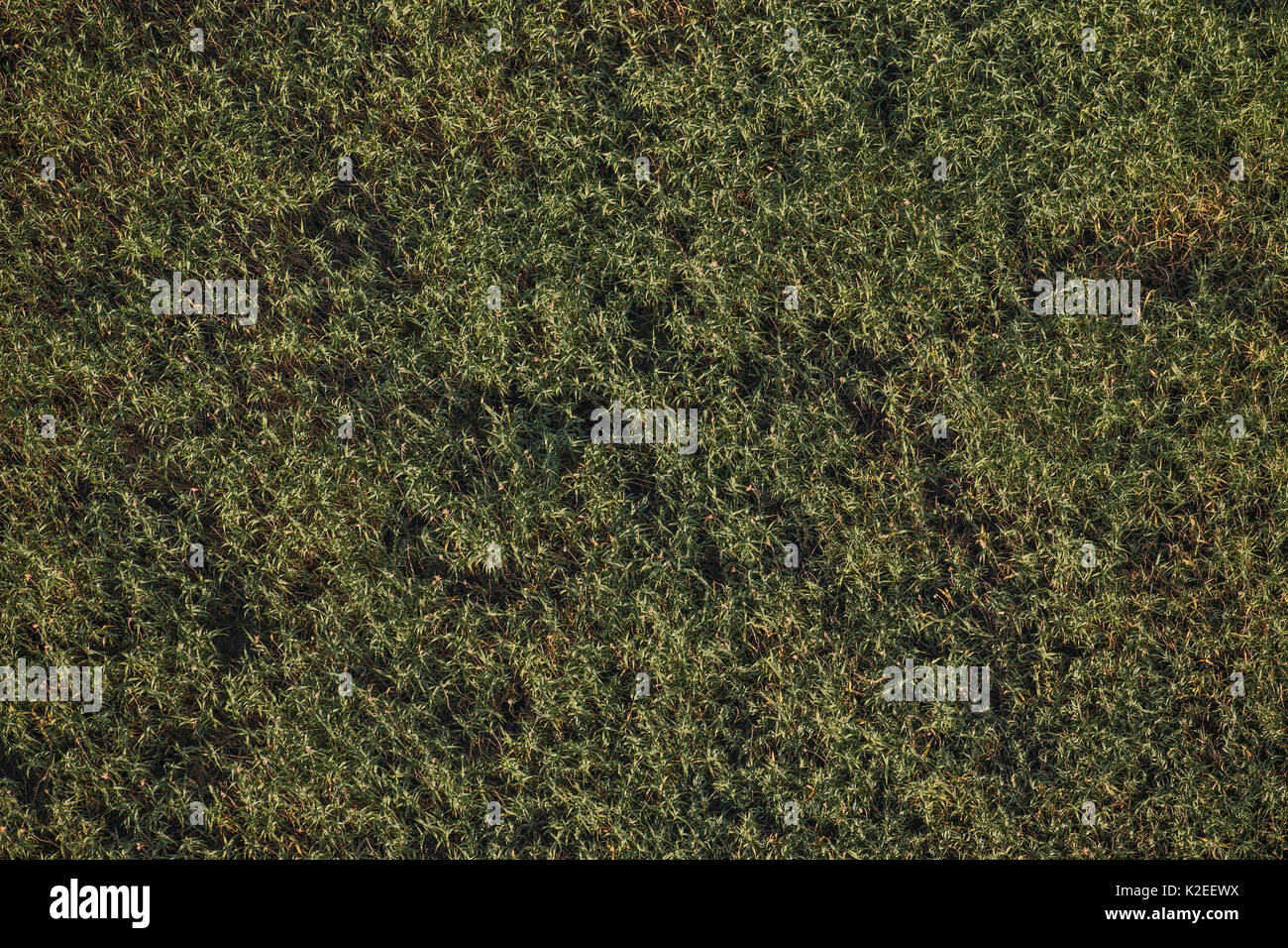 Schilf (Phragmites australis) von oben (Luftbild), Donaudelta, Rumänien. Juni. Stockfoto