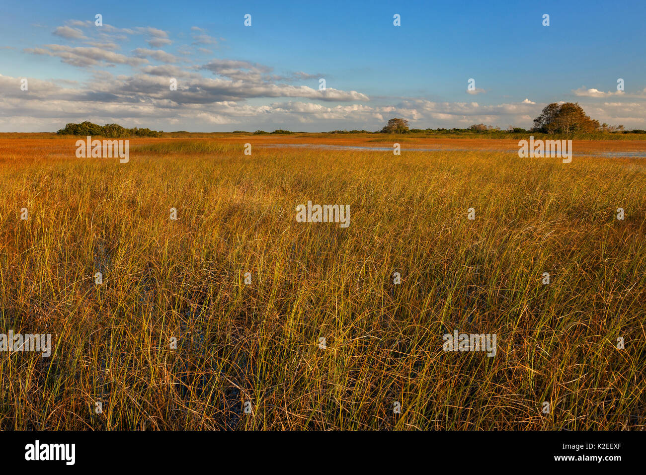 Sawgrass Prairie, Everglades National Park, Florida, USA. Januar. Stockfoto