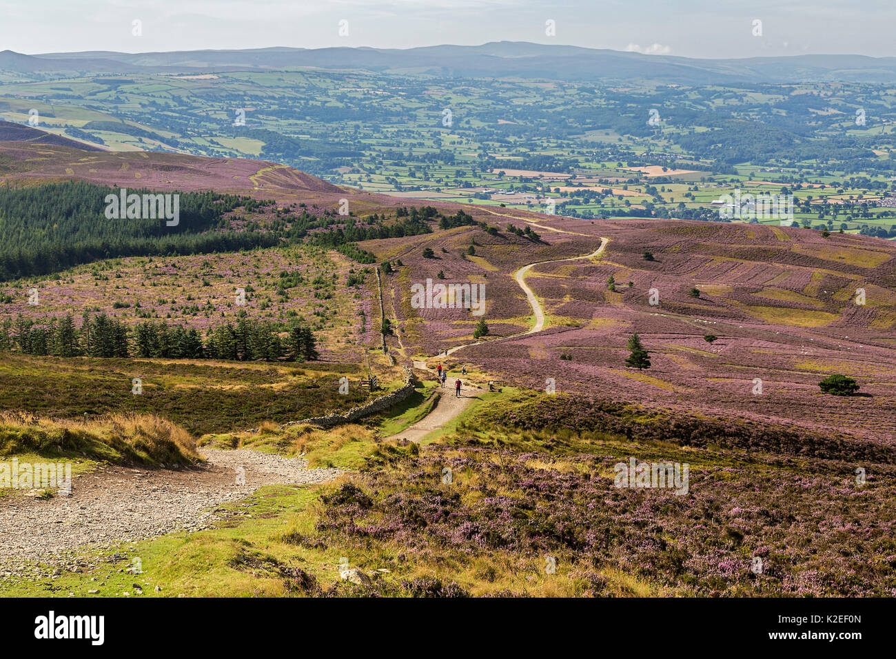 Offa's Dyke Path gesehen vom Gipfel des Moel Famau in der Clwydian Hügel Bergkette mit dem Vale von Clwyd in der Ferne, North Wales, UK, August. Stockfoto