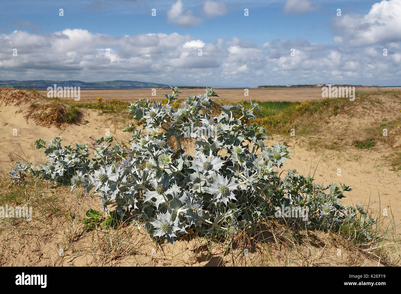 Sea Holly (Eryngium maritimum) auf niedrige Sanddünen, Dee Estuary mit North Wales und Hilbre Island in der Ferne, Hoylake, Wirral, Großbritannien, Juli. Stockfoto