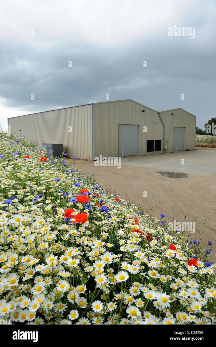 Bank von wilden Blumen einschließlich Geruchlos perforater mayweed (Matricaria) gepflanzt auf spoilheap durch neue landwirtschaftliche Gebäude Norfolk, UK, Juni Stockfoto
