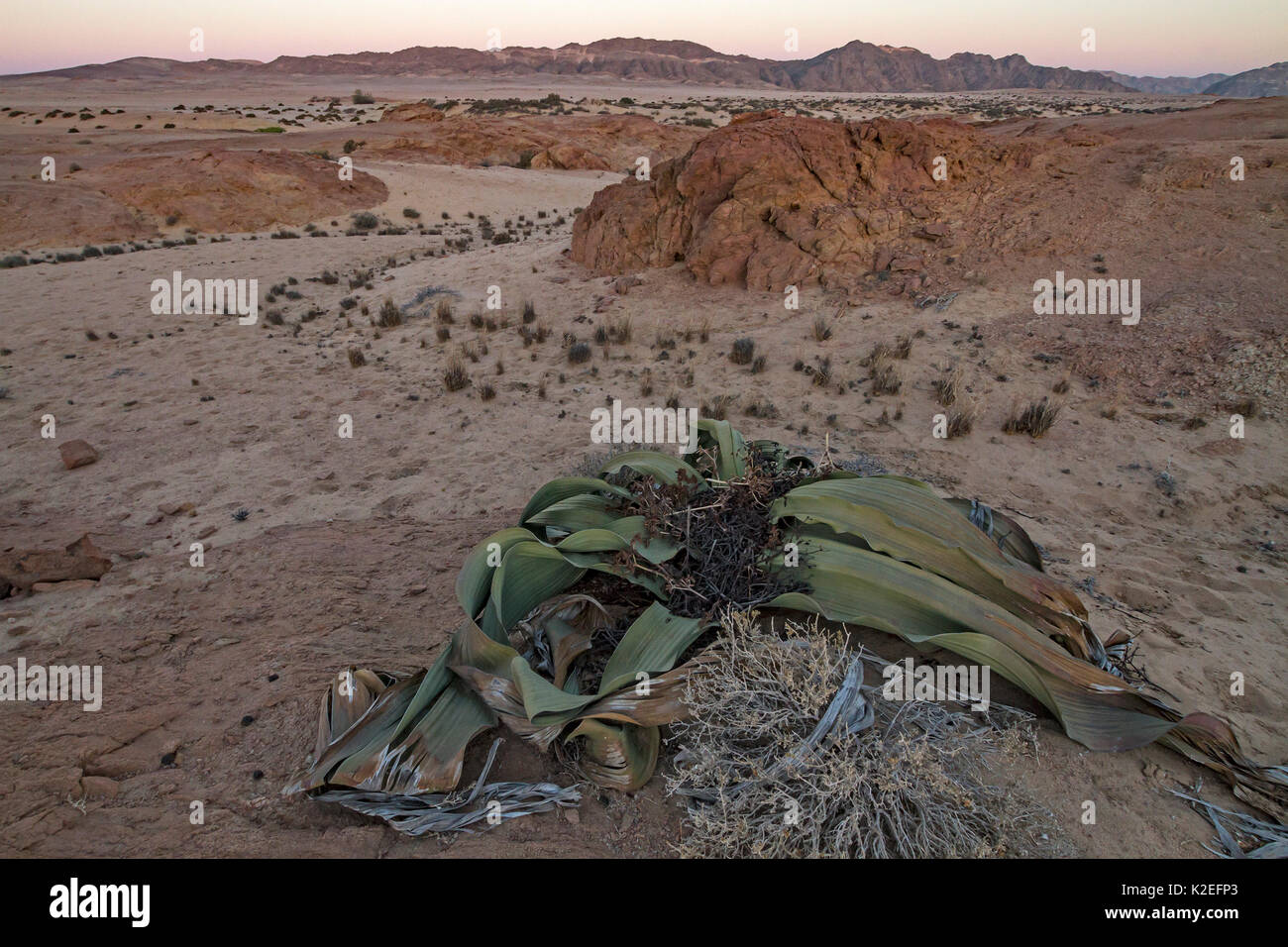 Die Wüste endemisch Welwitschia Pflanzen (Welwitschia Mirabilis) bei Sonnenuntergang in der Nähe von Swakopmund, Namibia. Diese Arten gehören zu den ältesten Organismen auf dem Planeten: Einige Einzelpersonen konnten mehr als 2000 Jahre alt sein. Juni 2016 Stockfoto