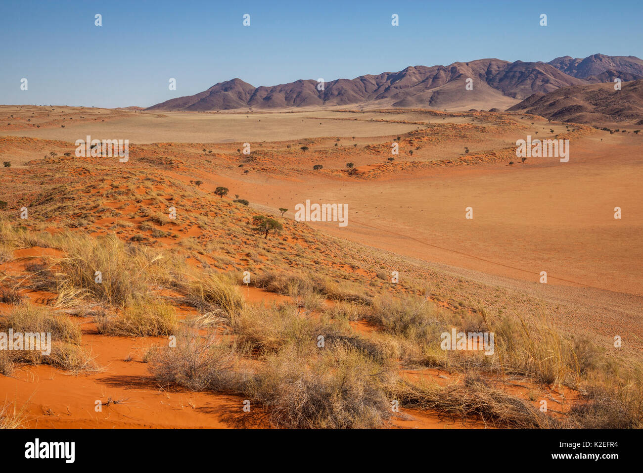 Tief orange, Bügeleisen-reichen Boden in die Dünenlandschaft in der Wüste Namib, Namibia. Stockfoto