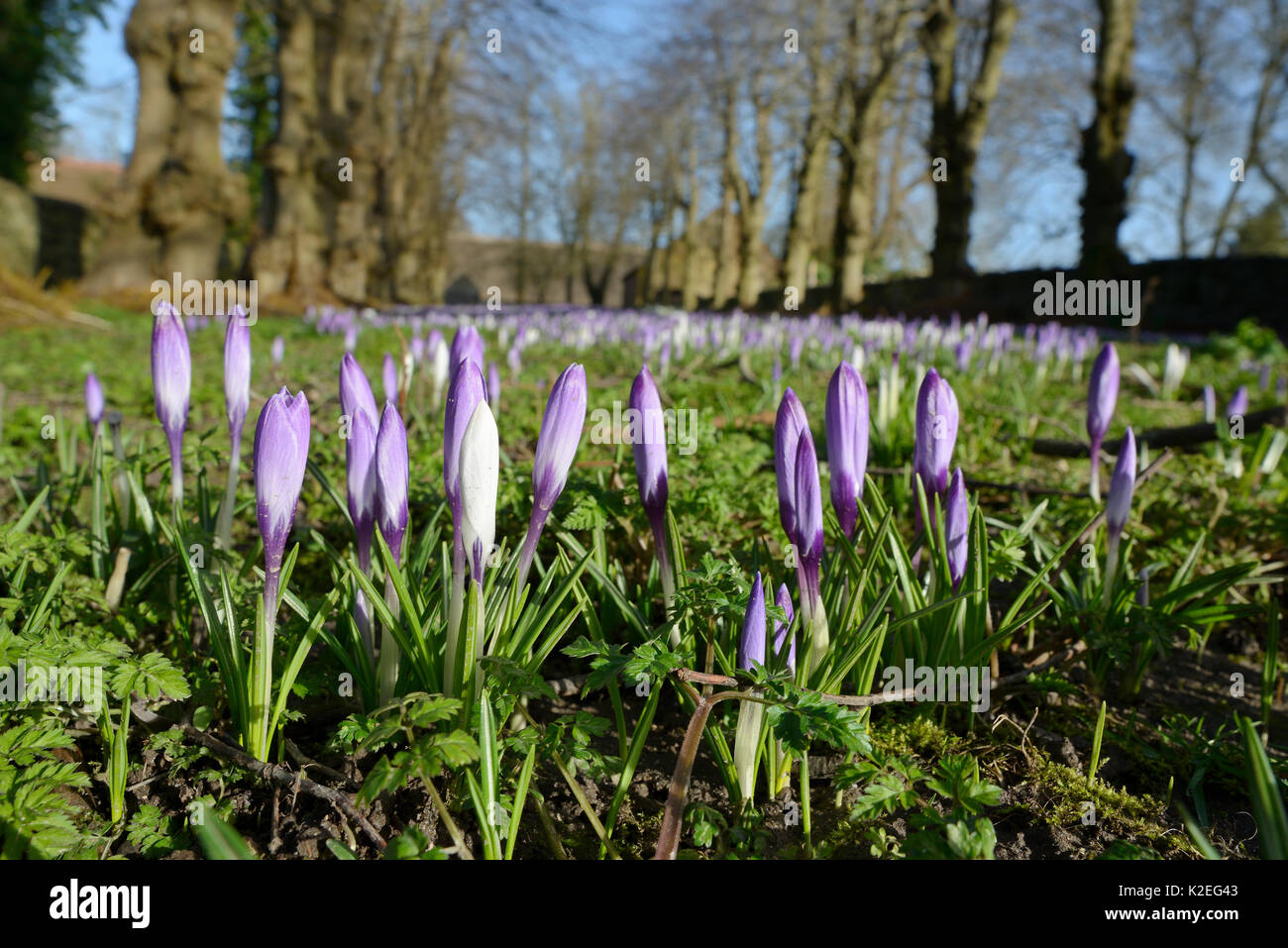 Teppich von niederländischen Krokusse (Crocus vernus) Blüte im Frühjahr, Wiltshire, UK, Februar. Stockfoto