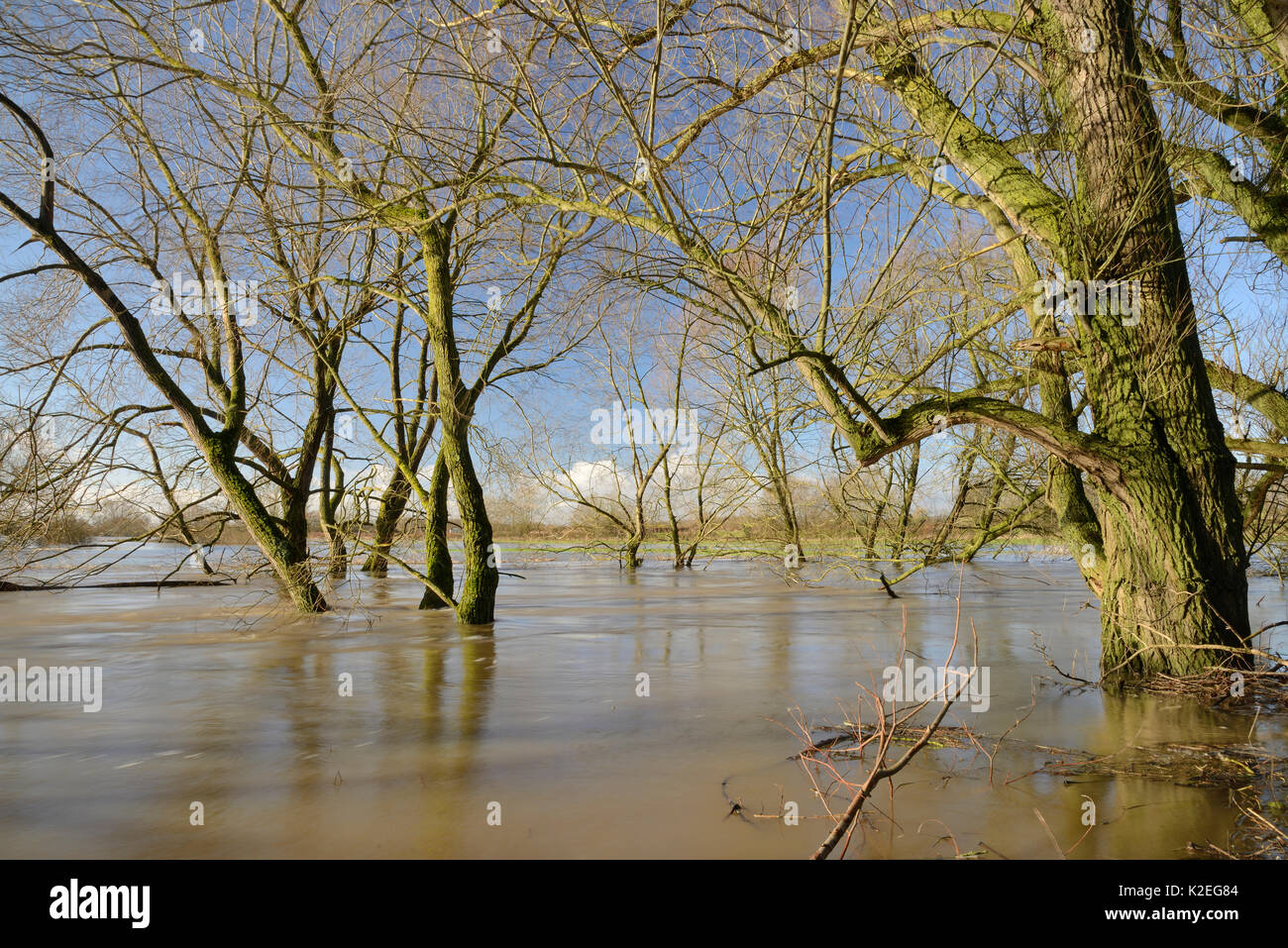 Weiden (Salix sp.) Fransen am Fluss Avon teilweise nach Wochen der Regen überschwemmt es verursachte seinen Banken, Lacock, Wiltshire, UK, Februar 2014 zu platzen. Stockfoto