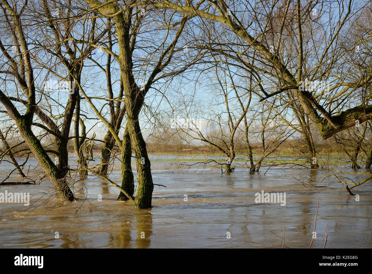 Weiden (Salix sp.) Fransen am Fluss Avon teilweise nach Wochen der Regen überschwemmt es verursachte seinen Banken, Lacock, Wiltshire, UK, Februar 2014 zu platzen. Stockfoto