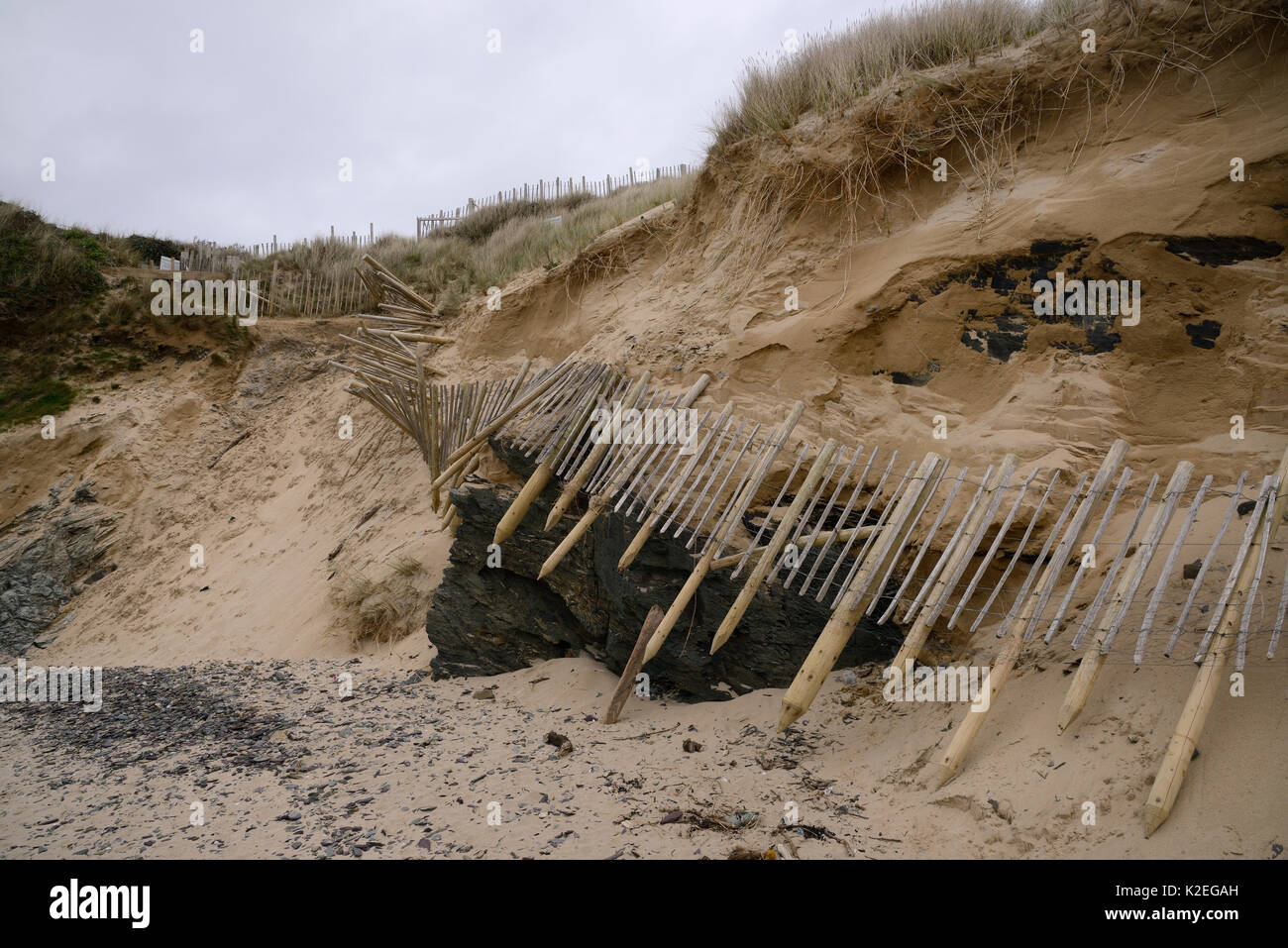 Sanddünen, die stark erodiert und Schutzzaun links unterbrochen durch Winterstürme und Gezeiten Überspannungen, Daymer Bay, Trebetherick, Cornwall, UK, März 2014. Stockfoto