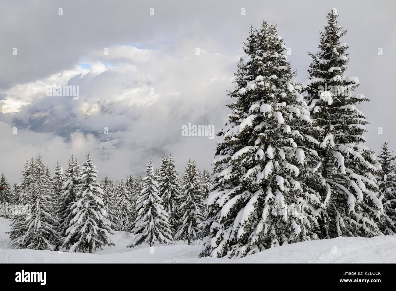 Schneebedeckten Bäumen und Wolken über den Mont Blanc Nach einer jüngsten Schneesturm, Les Houches, Haute-Savoie, Frankreich, Februar 2013. Stockfoto